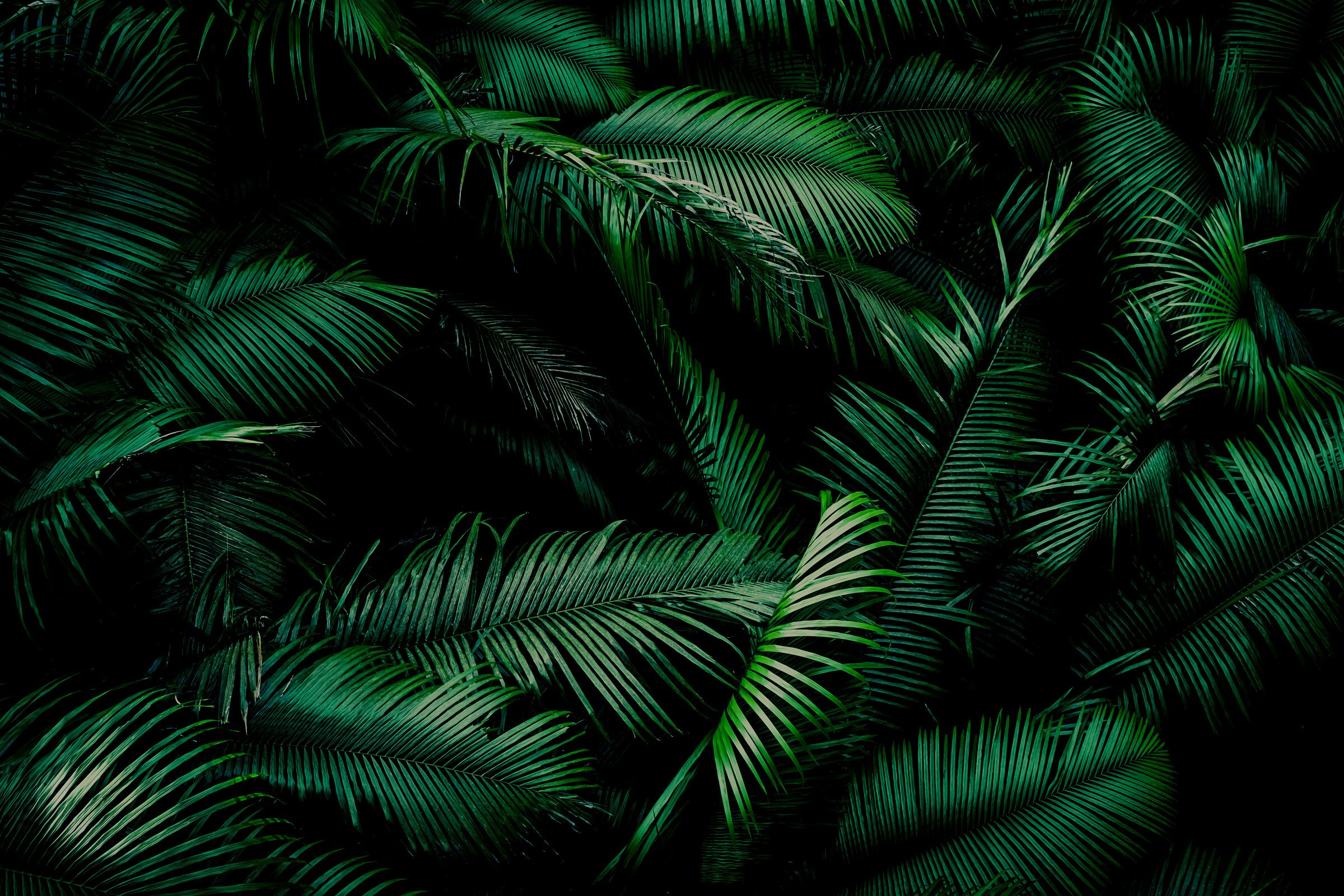 Beautiful Tropical Forest