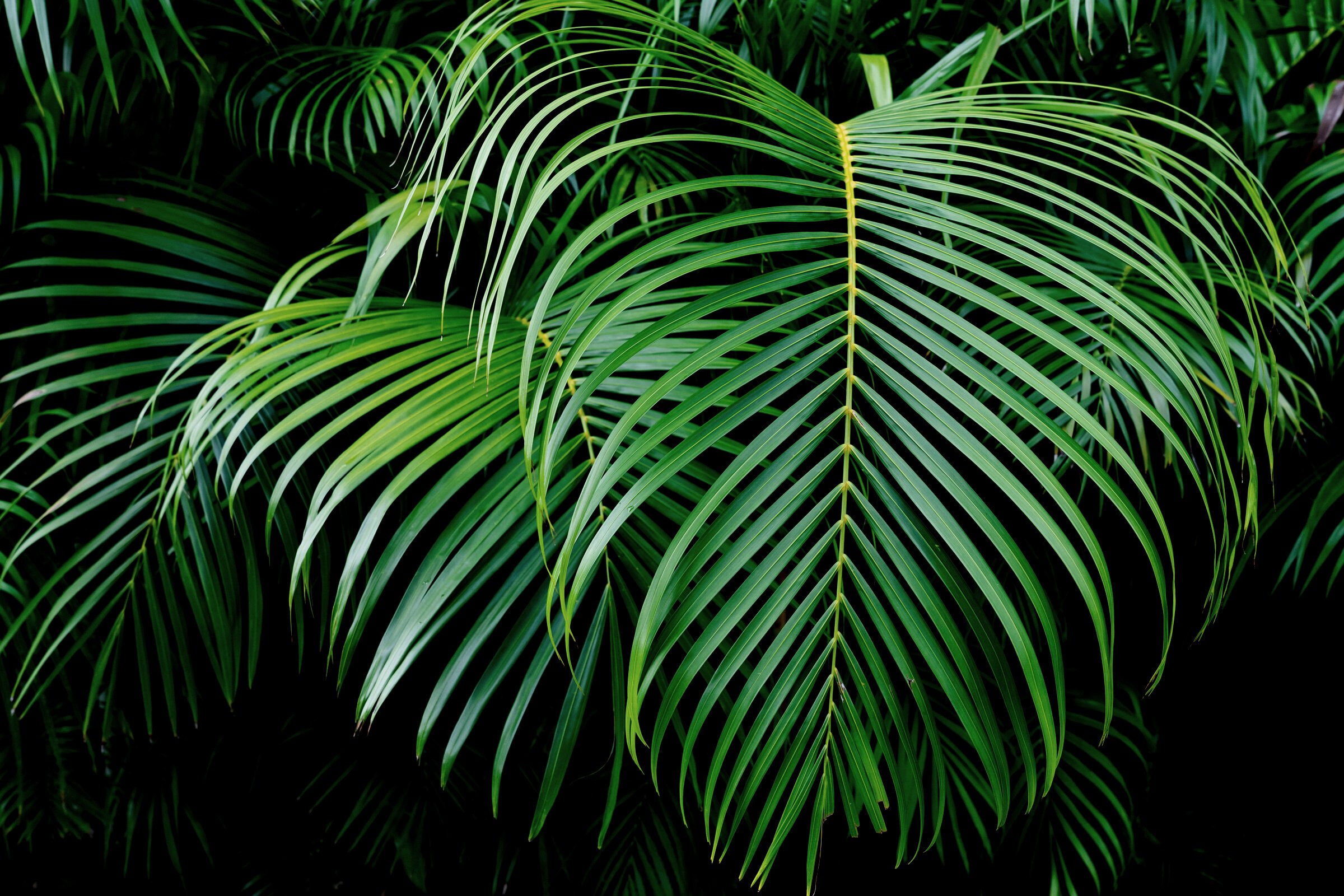 Green Palm leaf background