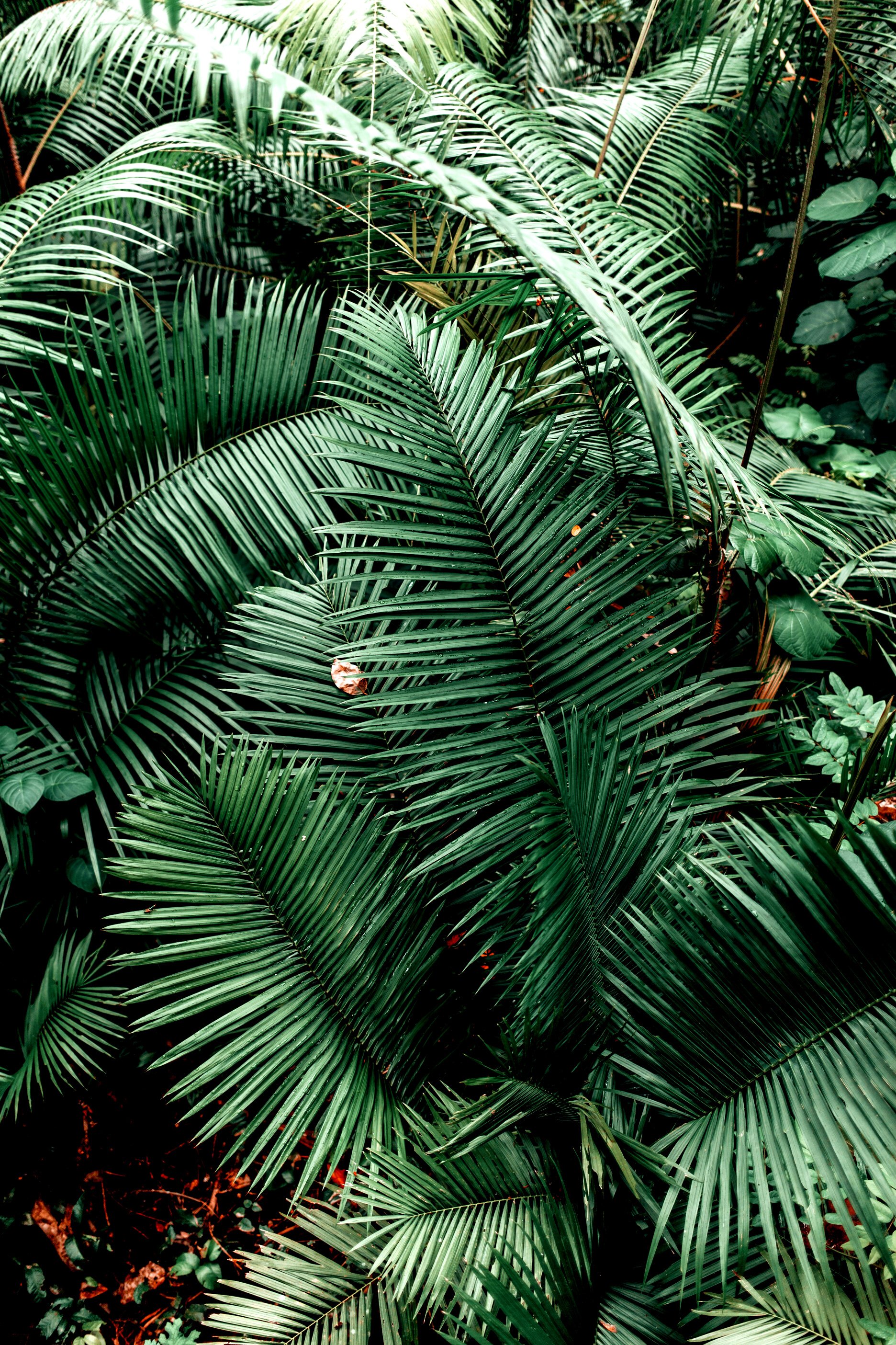 Green Palm Tree